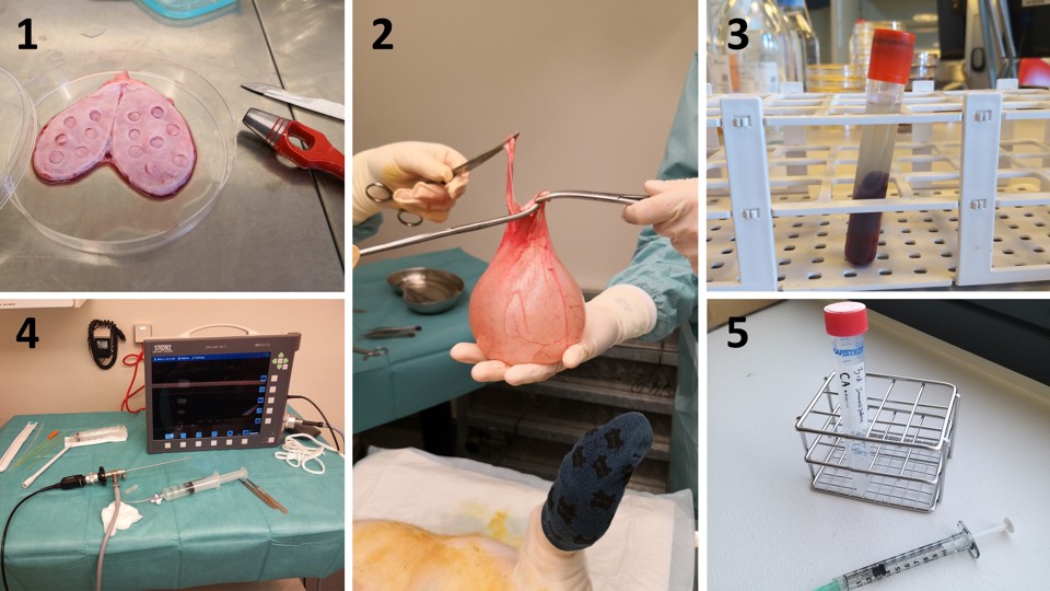 Billeder fra griseforsøg